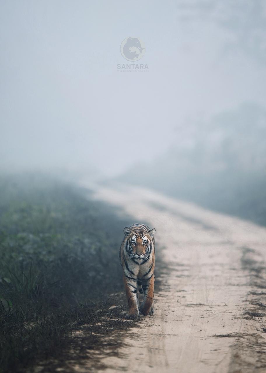 dudhwa tiger