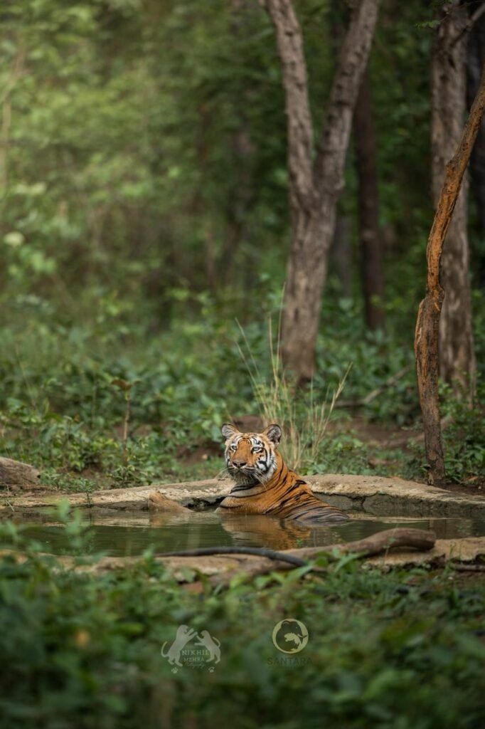 tadoba tiger